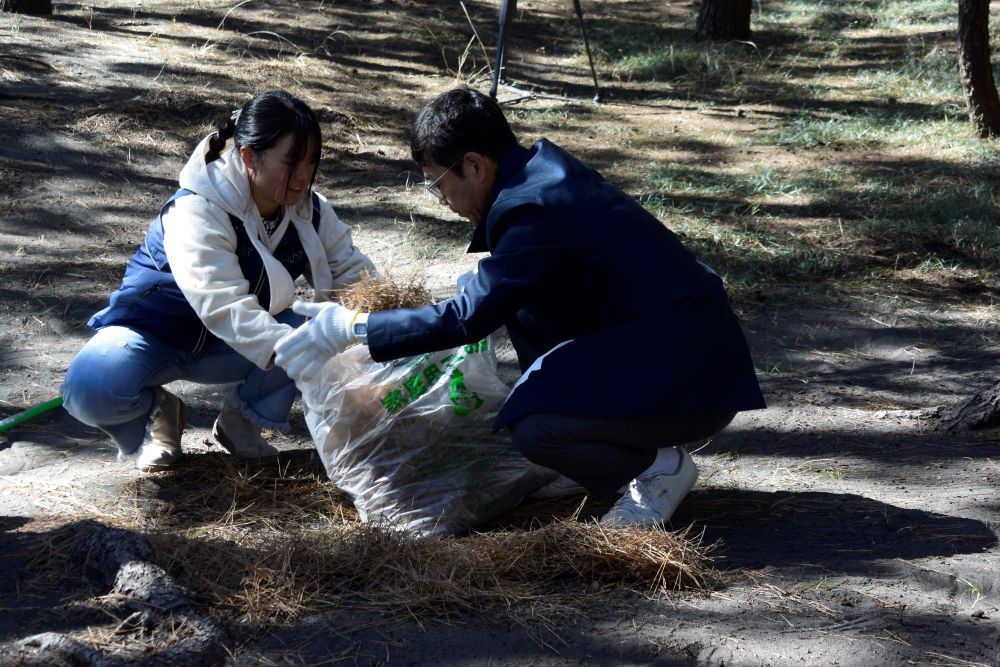 三保松原 松葉かき体験付きガイドツアー　松葉かき集め